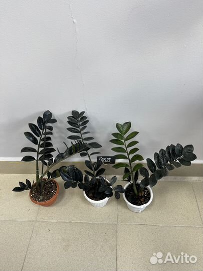 Фикус Лирато