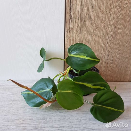 Комнатные цветы 34