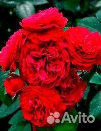 Роза Эл ди Брэйтуэйт