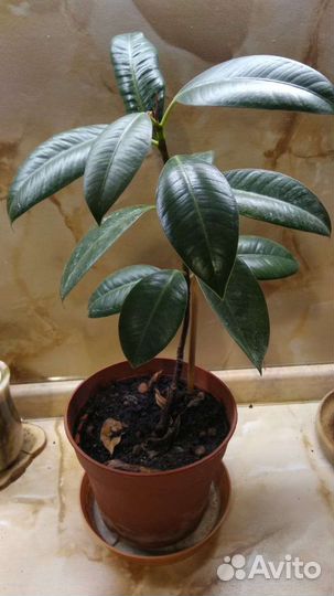 Фикус,молоденький