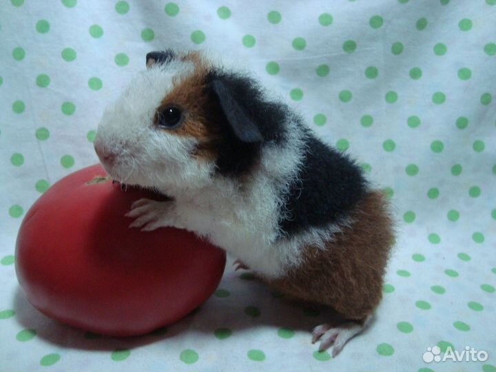 Морская свинка американский тедди
