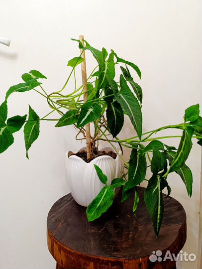 Сингониум декоративное растение