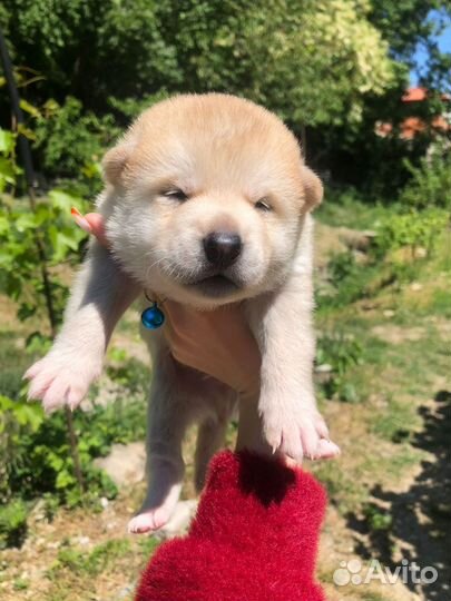 Сиба ину щенки метисы