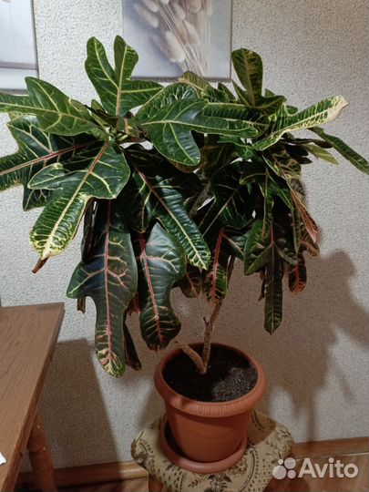 Кротон экселент