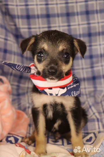 Щенок в поисках дома