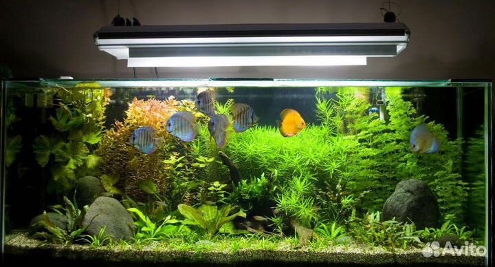 Обслуживание аквариума