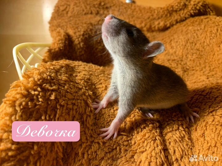 Крысята стандарт-дамбо