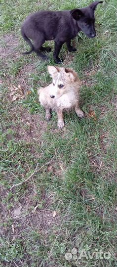 Щенки от маленькой собачки в дар