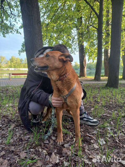 Собака в добрые руки. Мёд