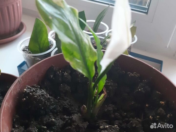 Спатифилум, Замиокулькас