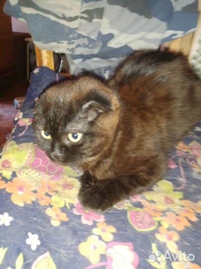 Кошки в добрые руки