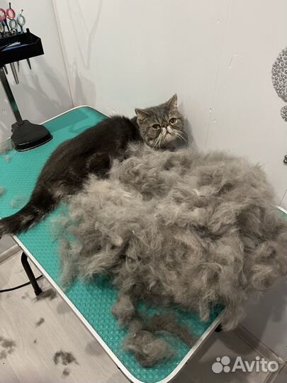 Груминг,стрижка/вычёсывание собак и кошек