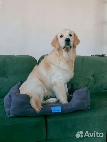 Лежанка для большой собаки