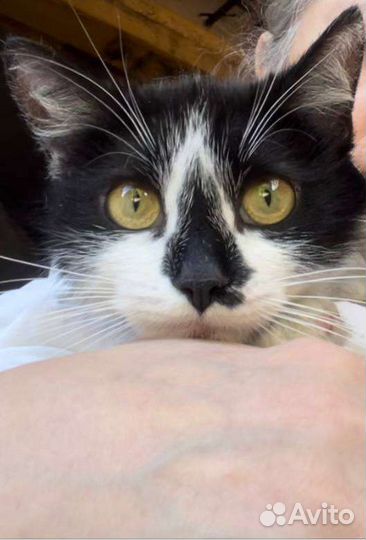 Кошечка в добрые руки