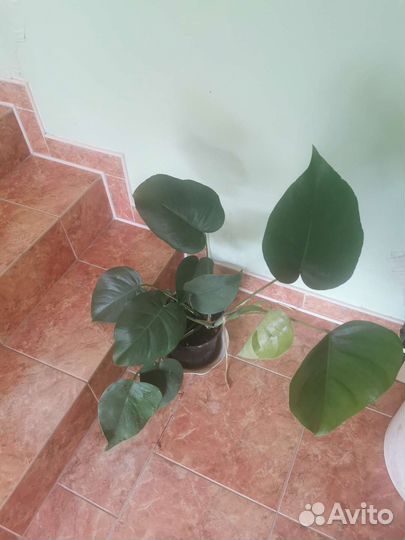 Комнатные цветы - монстера