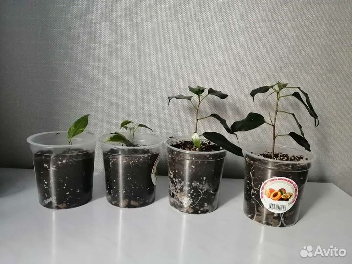 Фикус Цветы