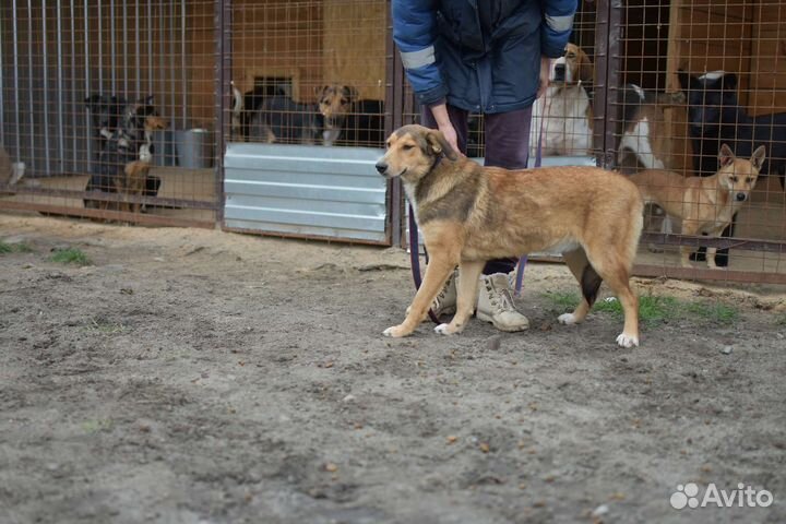 Собака в добрые руки