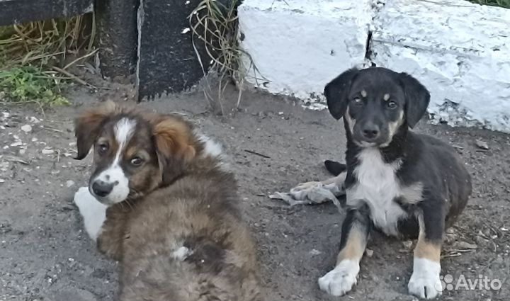 Щенки в добрые руки