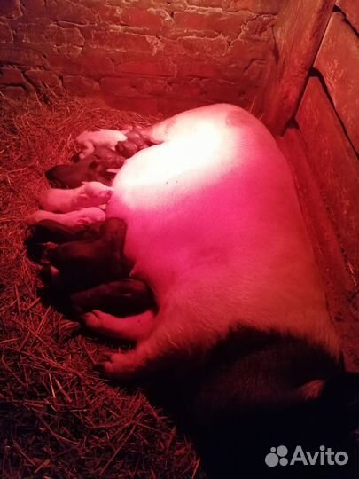 Вьетнамские поросята