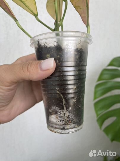 Кротоны миссис айстон, мамми