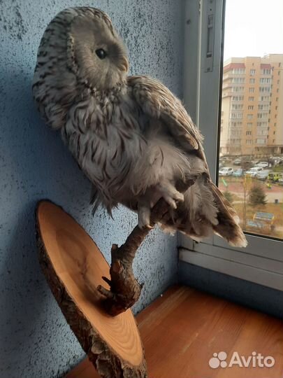 Чучело совы