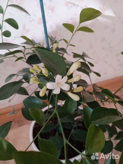 Мурайя взрослое растение