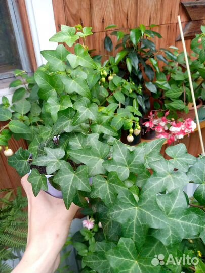 Гранат, плющ, хлорофитум