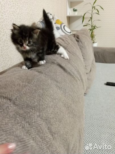 Котик