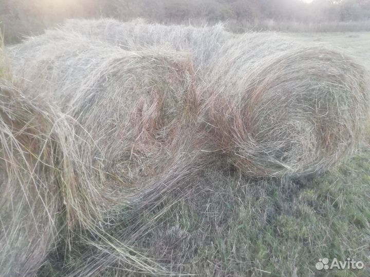 Сено в рулонах