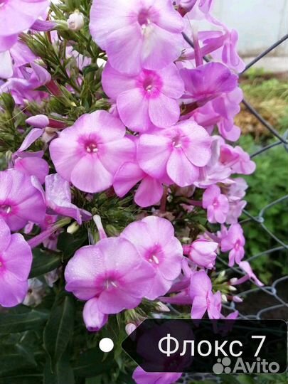 Флоксы метельчатые