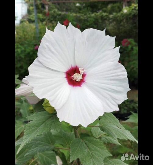 Гибискус сирийский