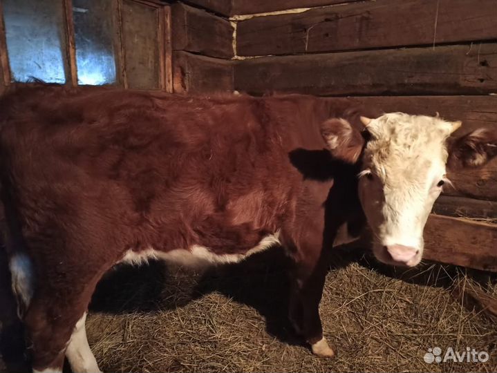 Бычки и тёлка
