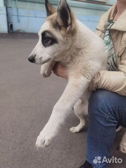 Щенок, 3 мес, метис лайки.доставка