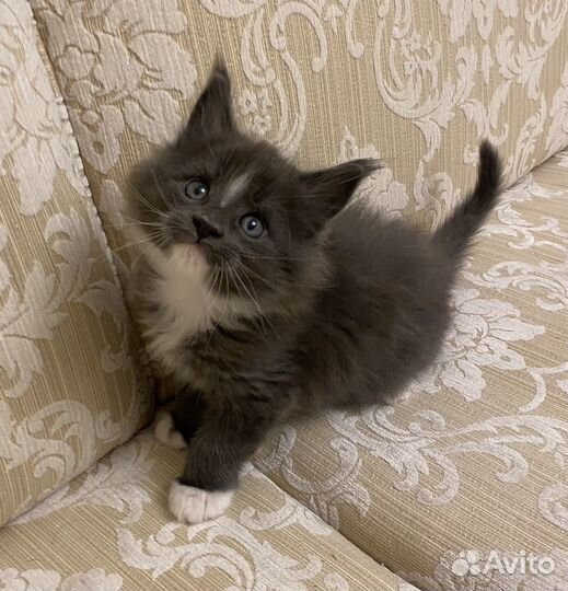Котята мэйн кун