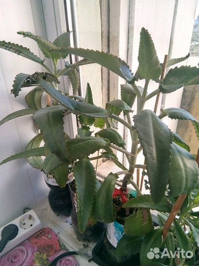 Каланхоэ- доктор в доме