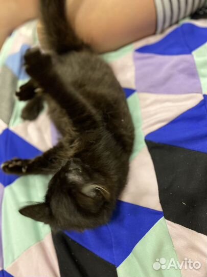 Котенок мальчик 2мес