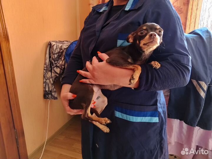 Той-терьер щенки