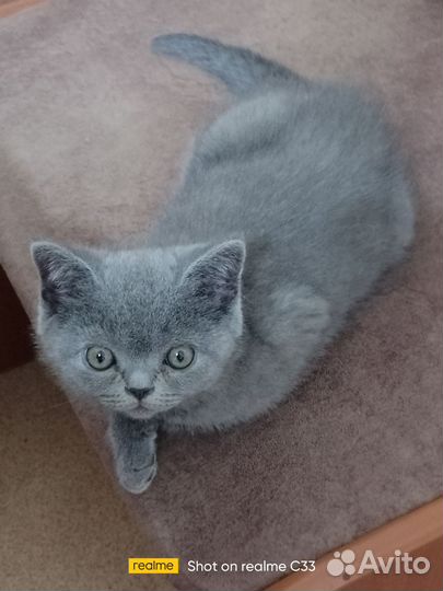 Шотландские вислоухие и прямоухие котята