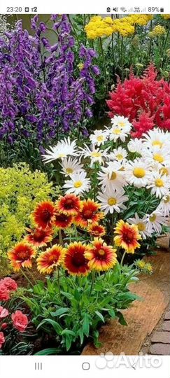 Ромашки гайлардия