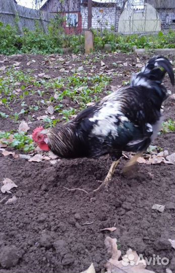 Молодые петухи
