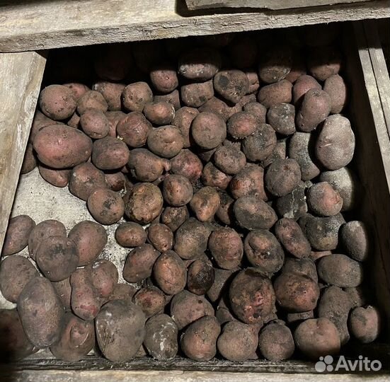 Картофель на корм скоту