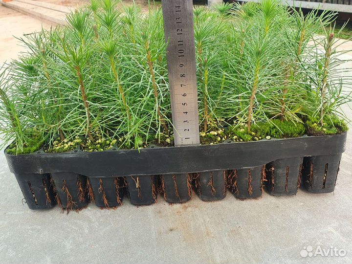 Сеянцы сосна зкс