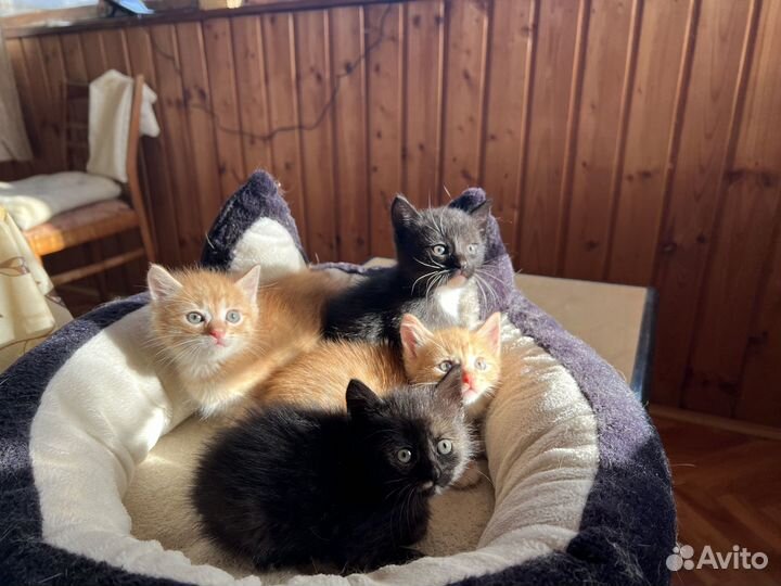 Отдам котят