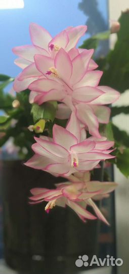 Декабрист шлюмбергера