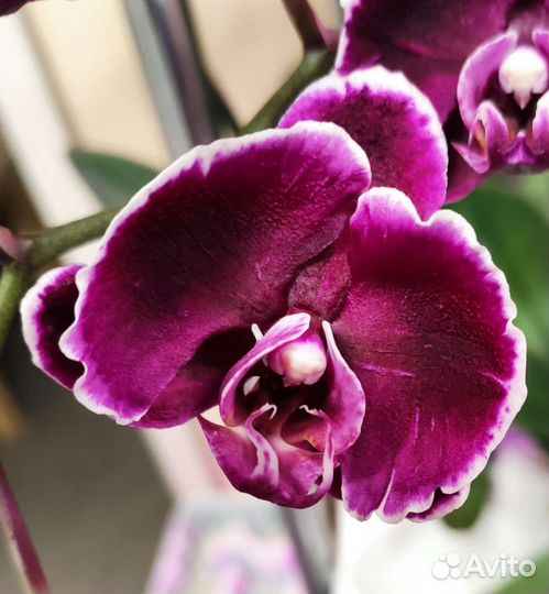 Фаленопсис 