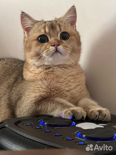 Кот на вязку