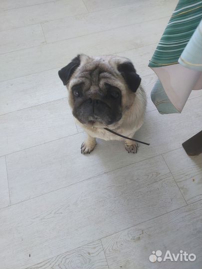 Мопс вязка мальчик