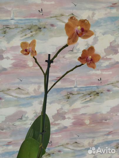 Орхидея мини