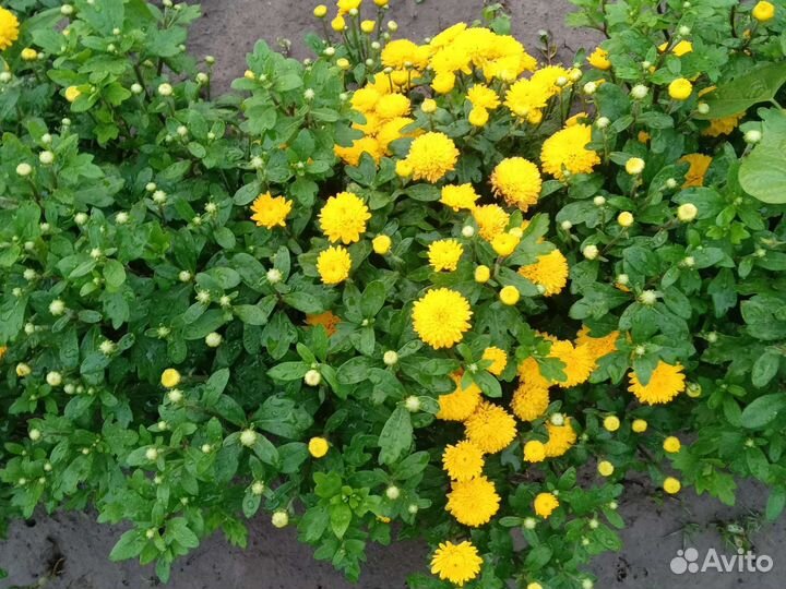 Хризантема корейская, веточная. Астра новобельгийк