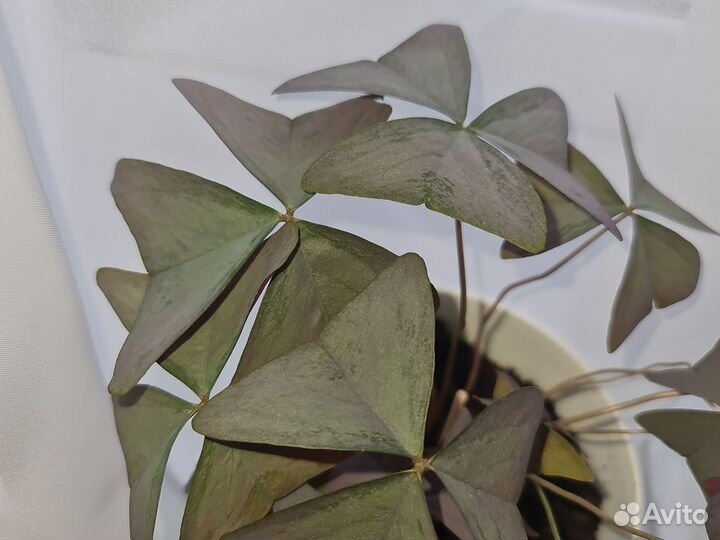 Кислица оксалис